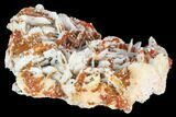 Ruby Red Vanadinite Crystals on Barite - Morocco #100704-1